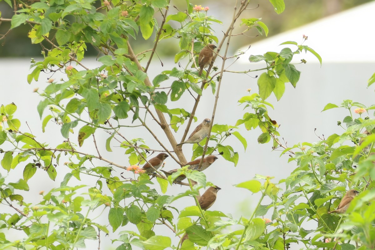 Scaly-breasted Munia (Scaled) - ML620355995