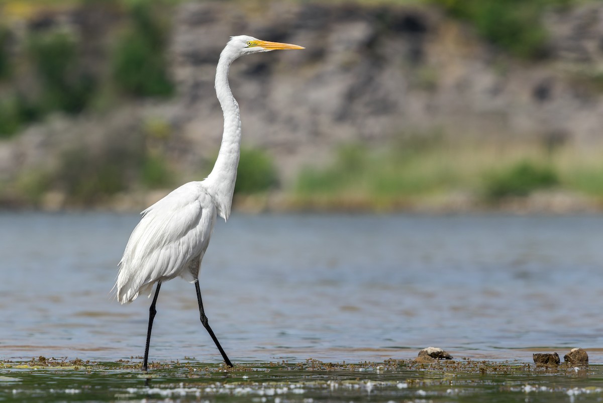 Great Egret - ML620355997