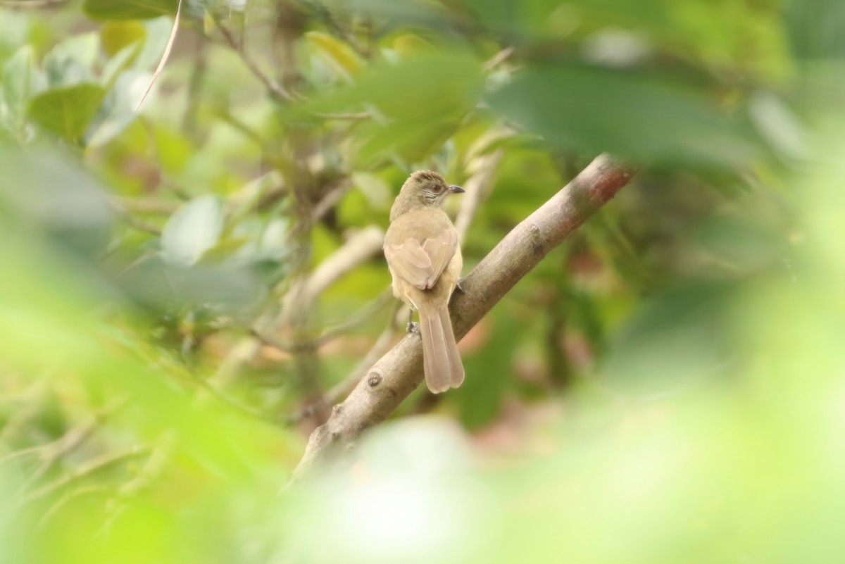 Streak-eared Bulbul - ML620356011