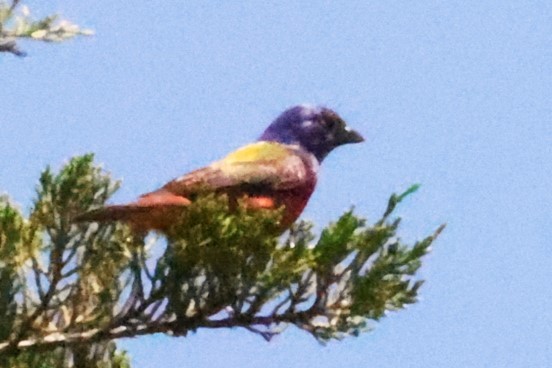Painted Bunting - ML620356031