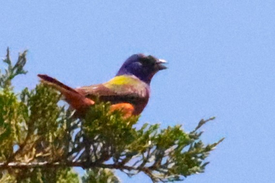 Painted Bunting - ML620356032