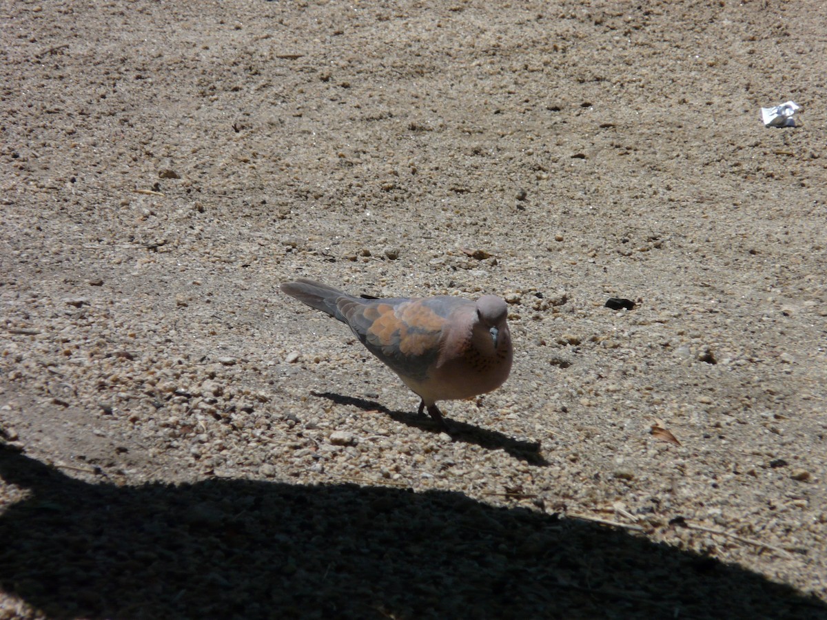 Laughing Dove - ML620356037