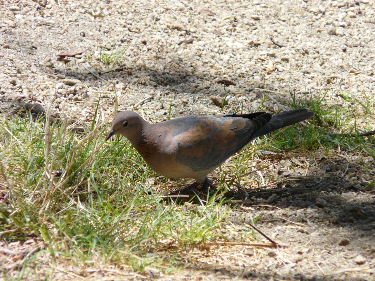 Laughing Dove - ML620356039