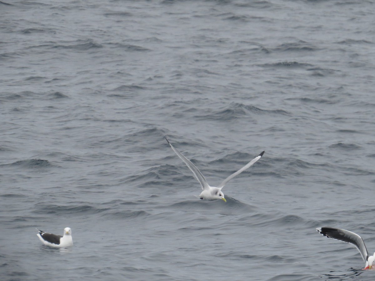 Black-legged Kittiwake - ML620356044