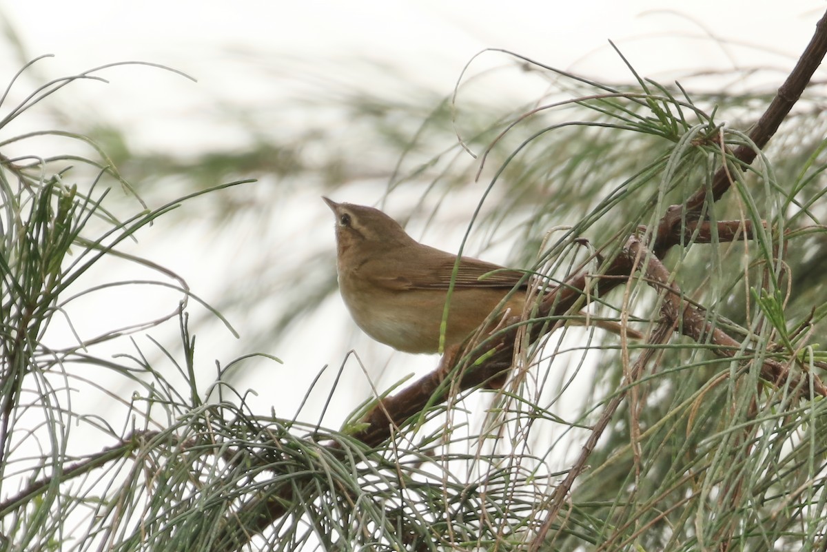 Yellow-browed Warbler - ML620356050