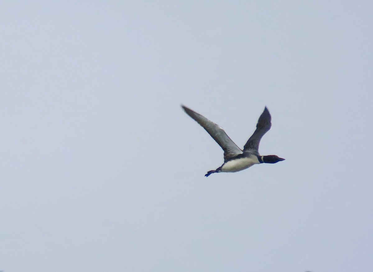 Common Loon - ML620356063