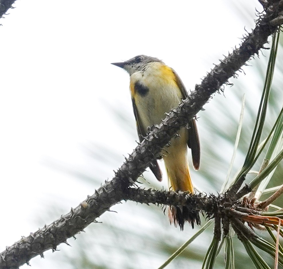 American Redstart - ML620356066