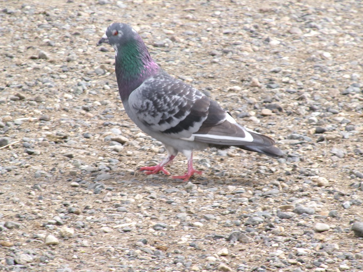 Rock Pigeon (Feral Pigeon) - ML620356070