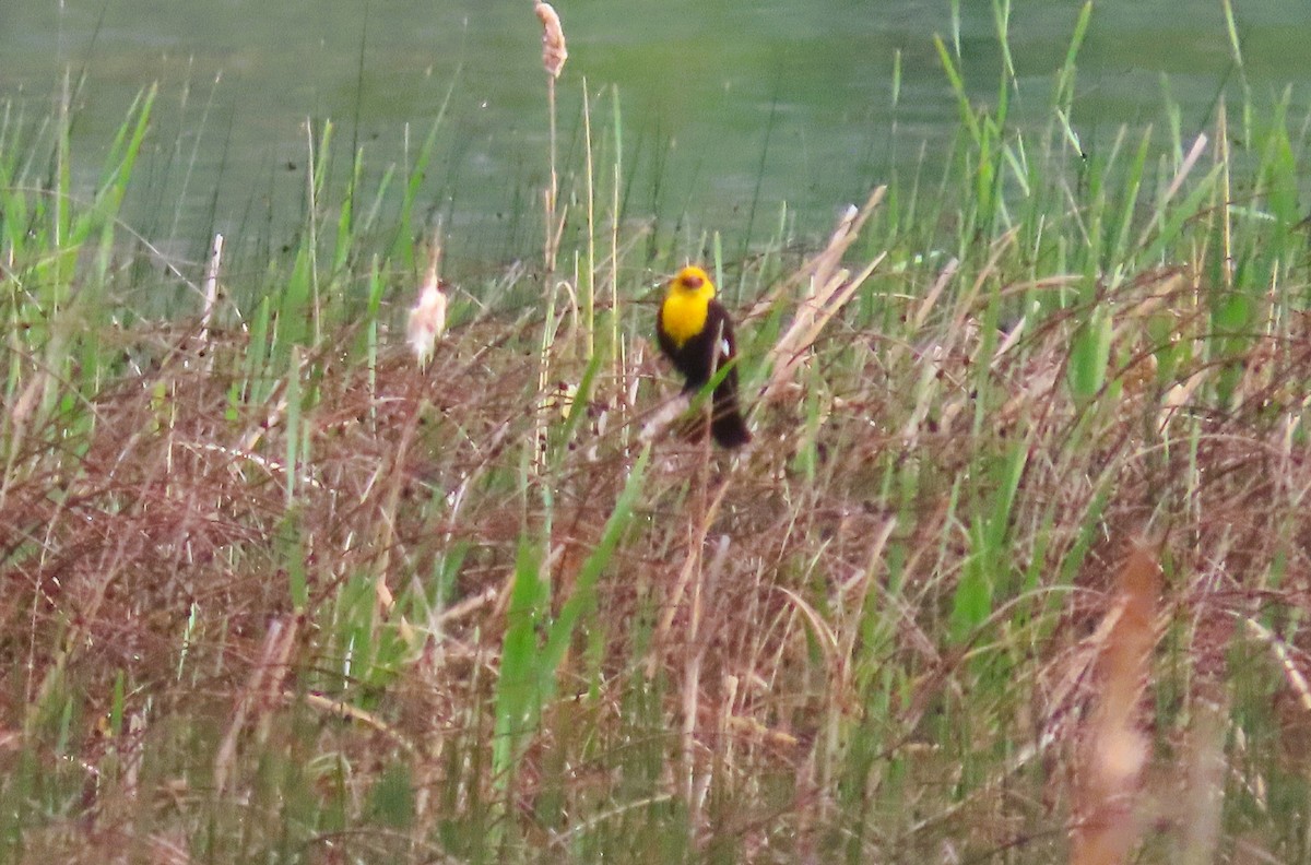 Yellow-headed Blackbird - ML620356075