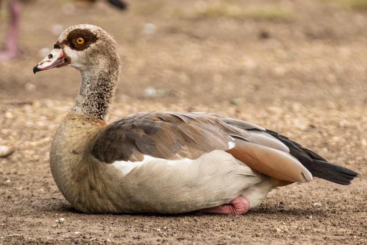 Egyptian Goose - ML620356077