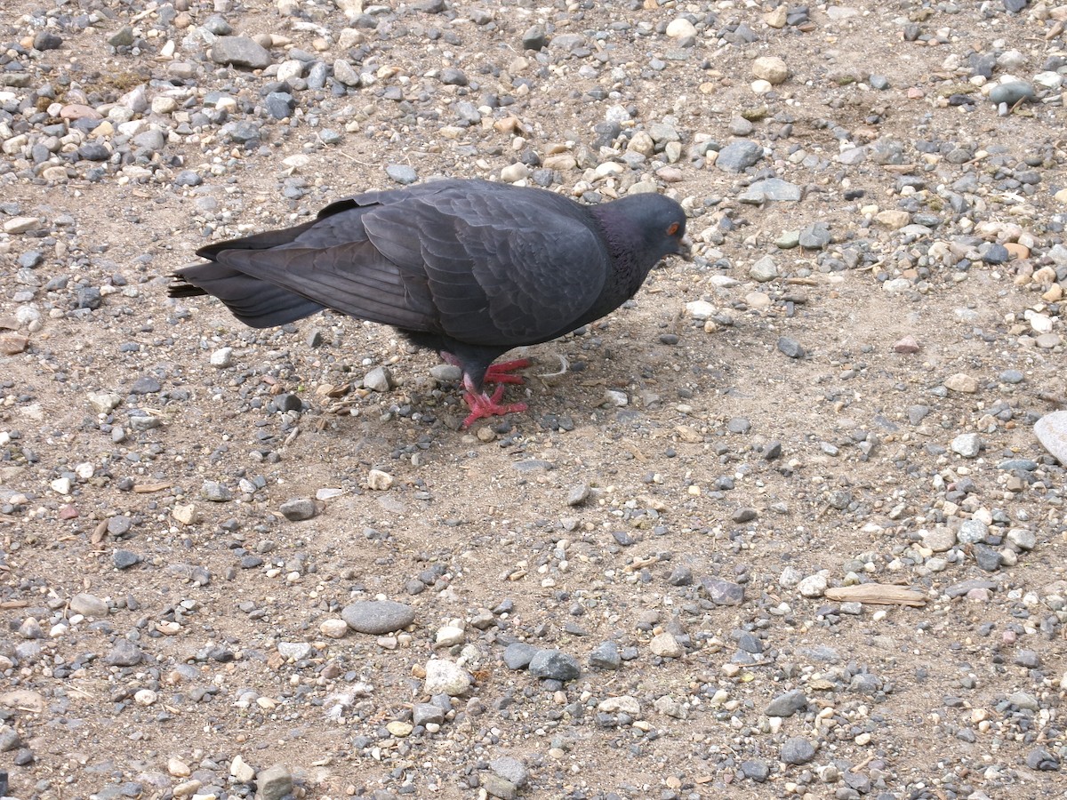 Pigeon biset (forme domestique) - ML620356078
