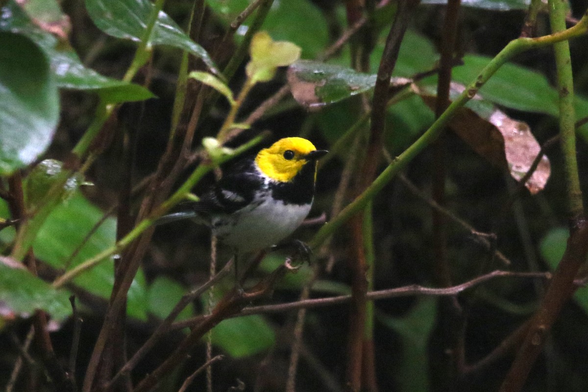 Paruline à tête jaune - ML620356079