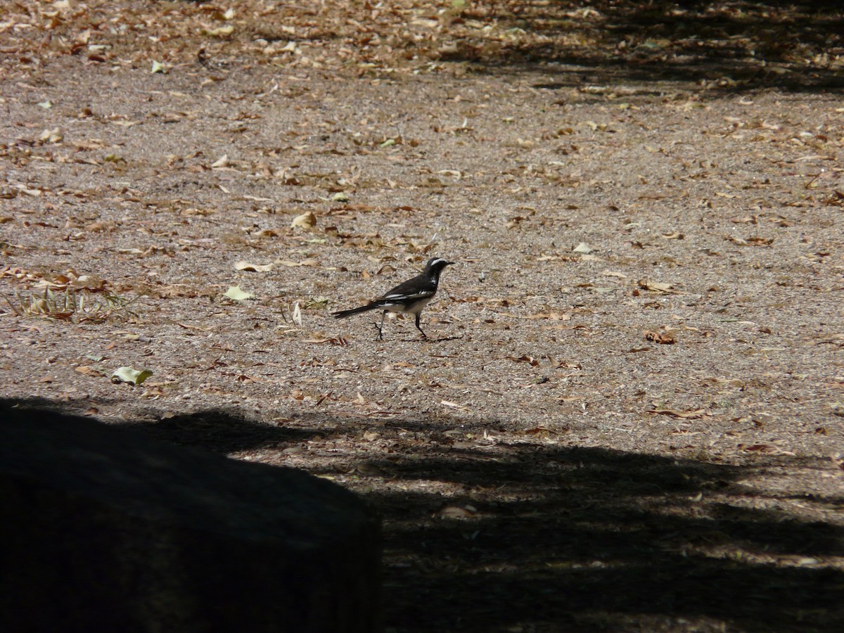 African Pied Wagtail - ML620356082