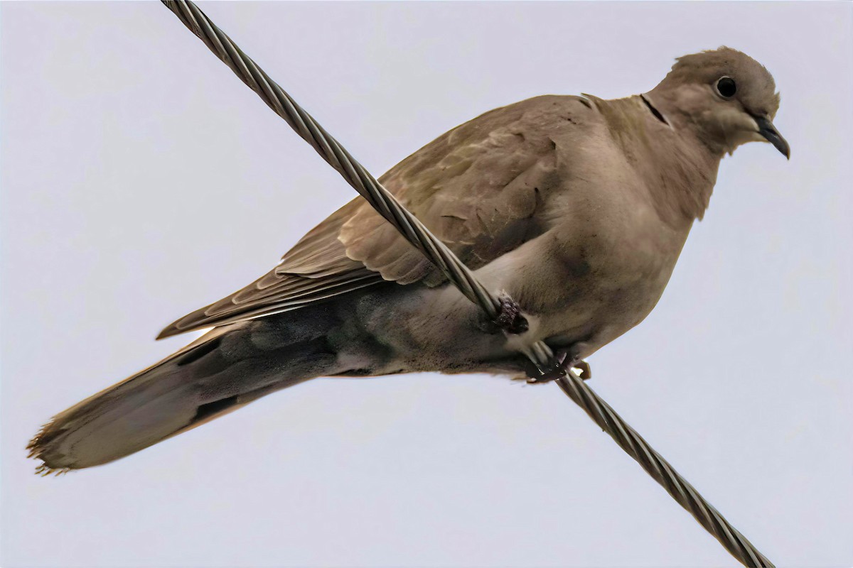 Eurasian Collared-Dove - ML620356097