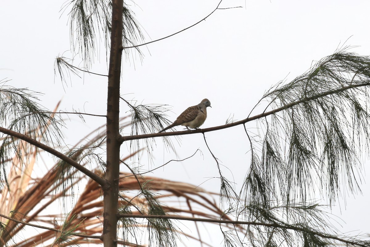 Zebra Dove - ML620356098