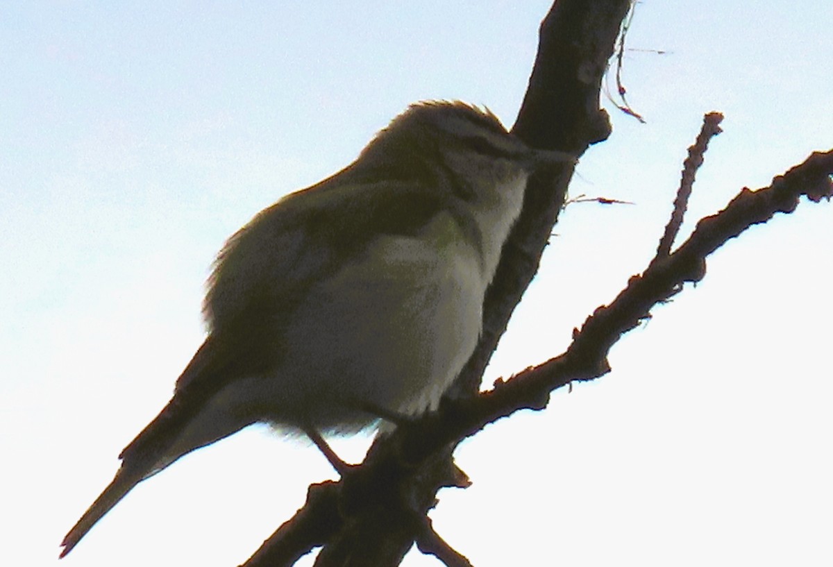 rødøyevireo - ML620356110