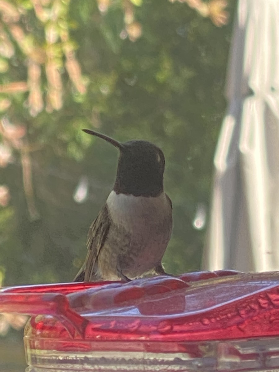 Colibri à gorge noire - ML620356115