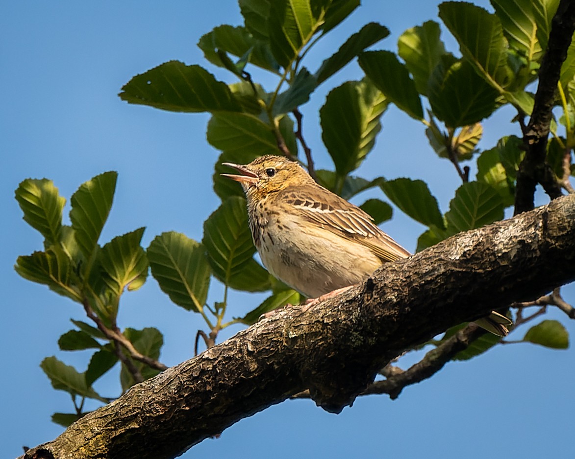 Tree Pipit - Magnus Andersson
