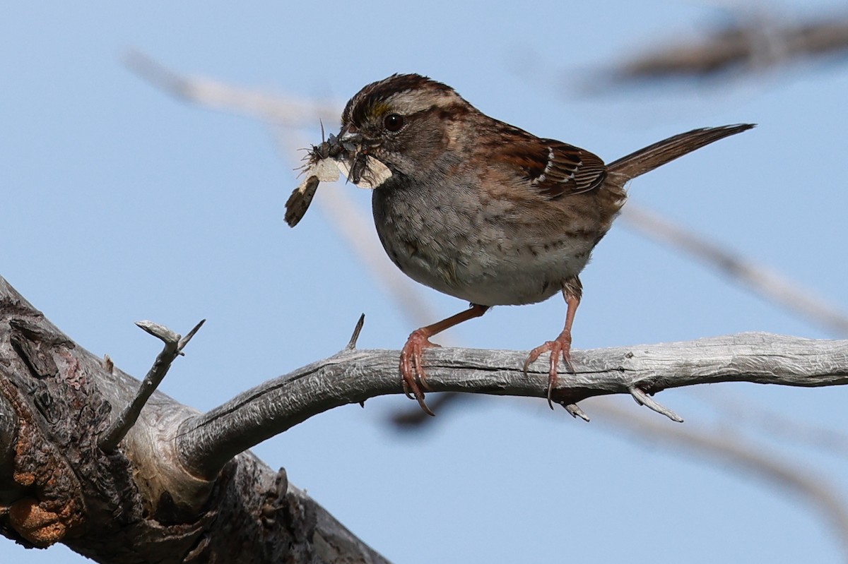 White-throated Sparrow - ML620356159
