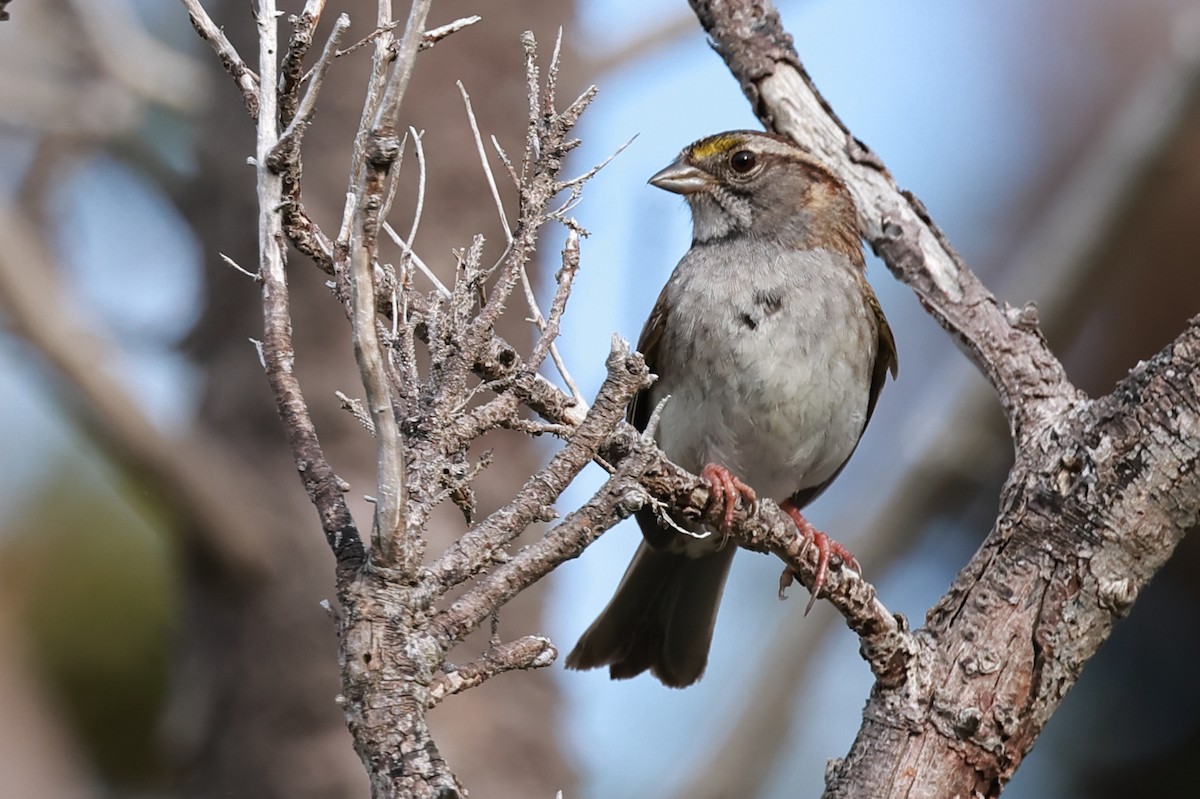 White-throated Sparrow - ML620356160