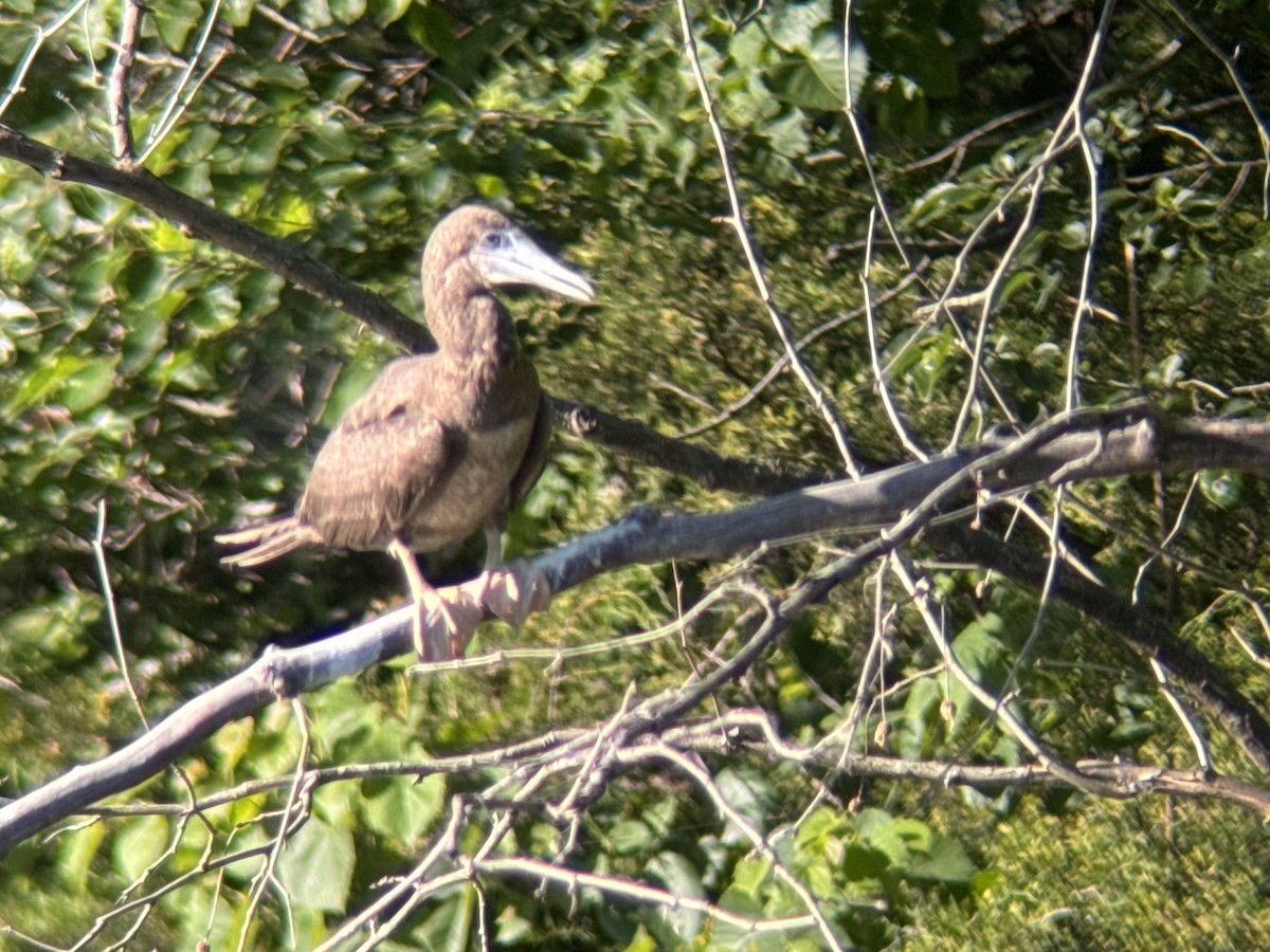 Brown Booby - ML620356168