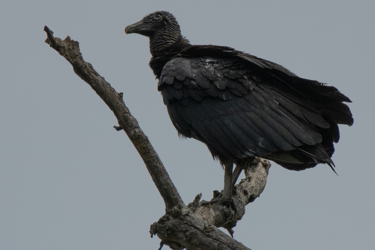 Black Vulture - ML620356175