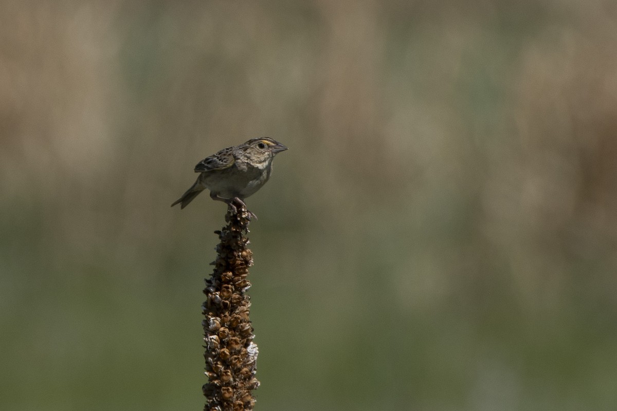 Grasshopper Sparrow - ML620356182