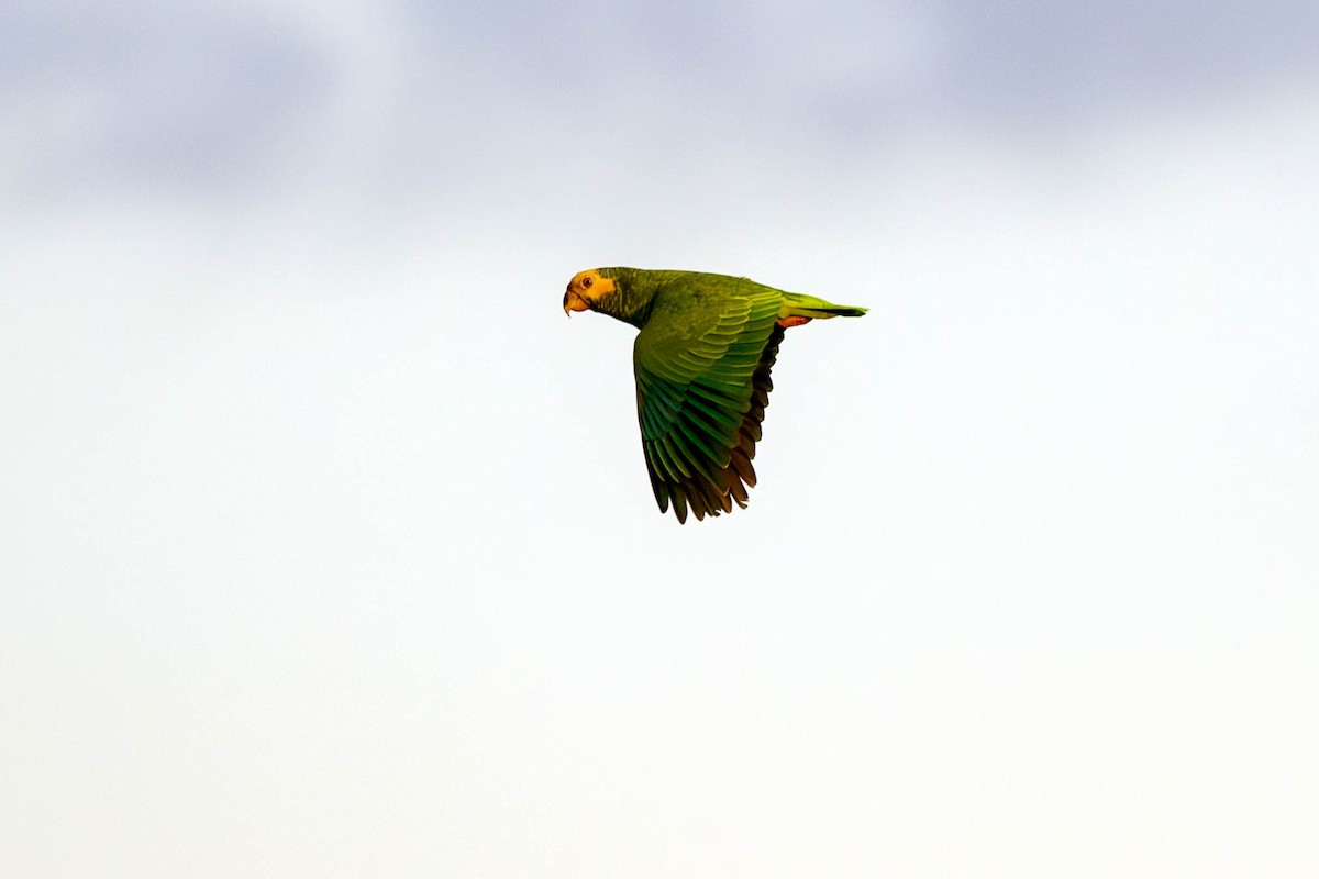 Yellow-faced Parrot - ML620356184