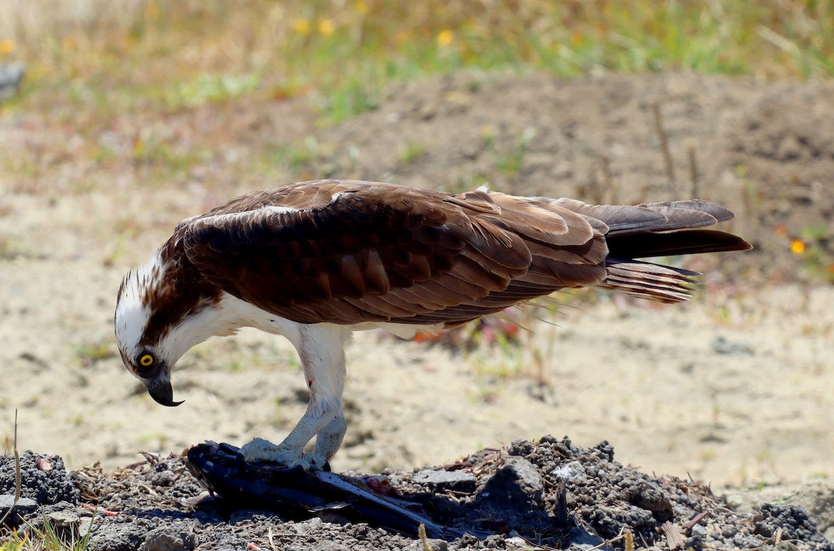 Águila Pescadora - ML620356203