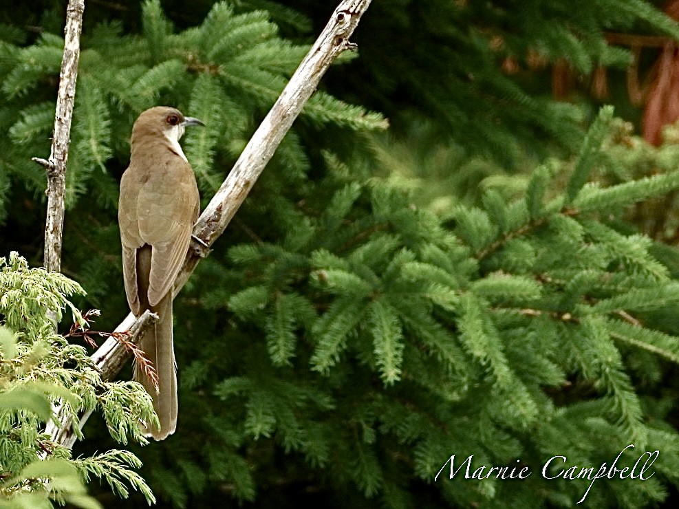 Black-billed Cuckoo - ML620356213