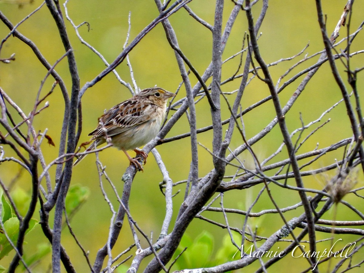 Grasshopper Sparrow - ML620356222