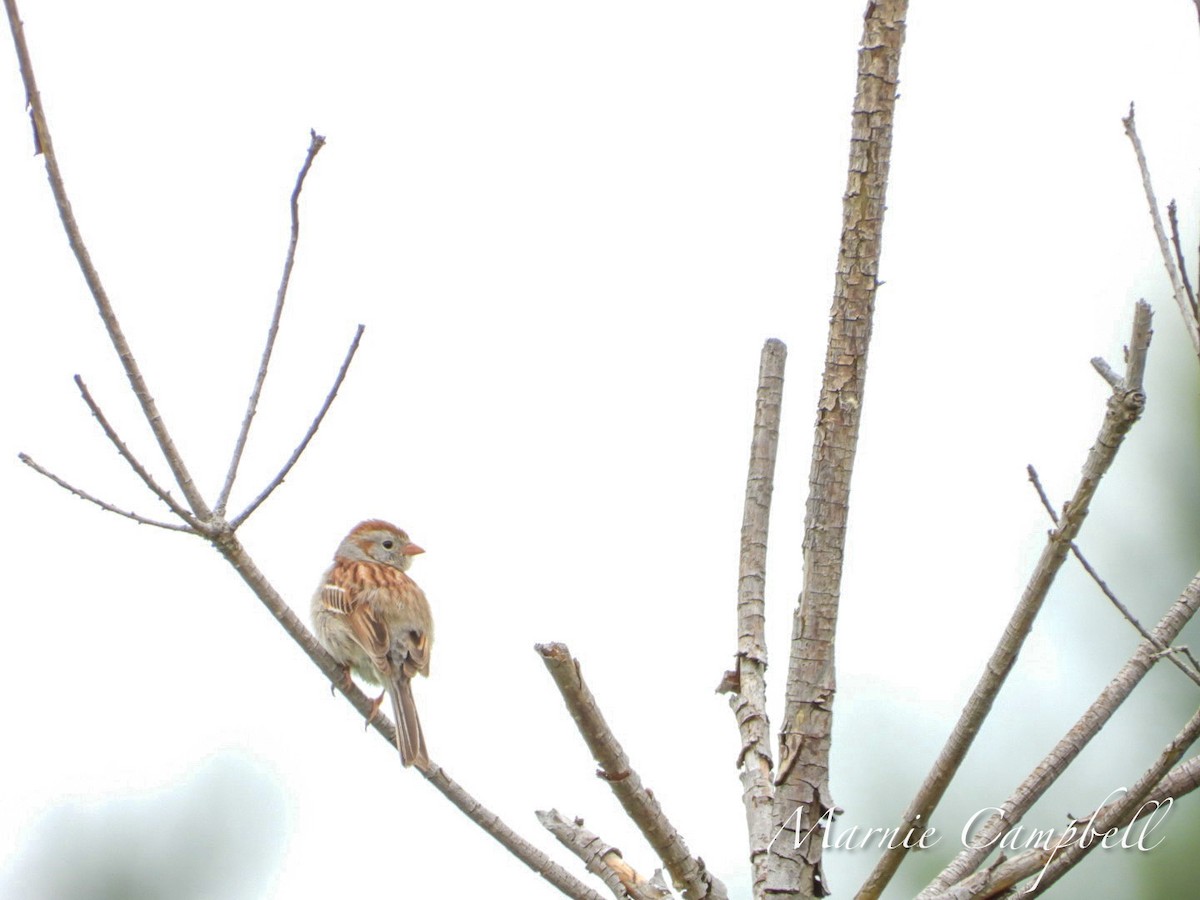 Field Sparrow - ML620356229