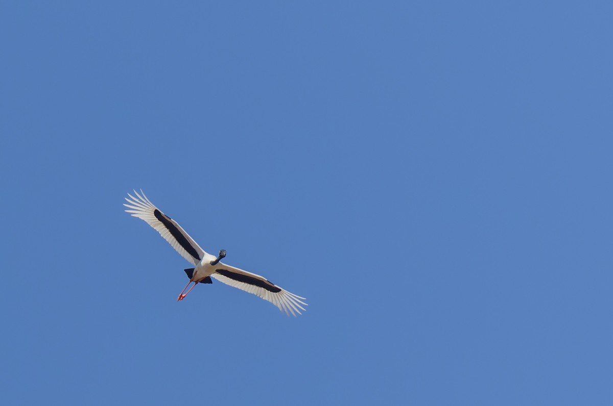 Black-necked Stork - ML620356232