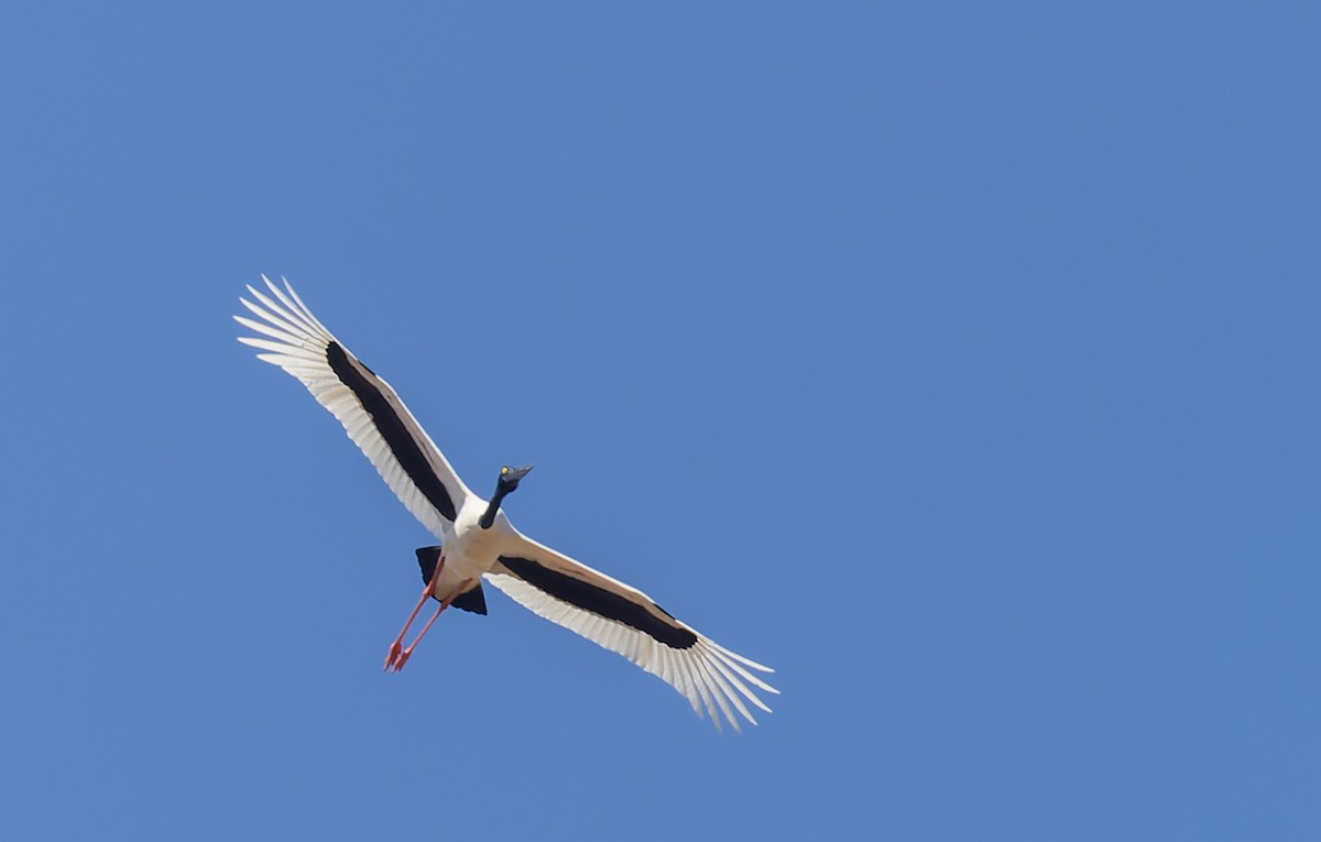 Black-necked Stork - ML620356233