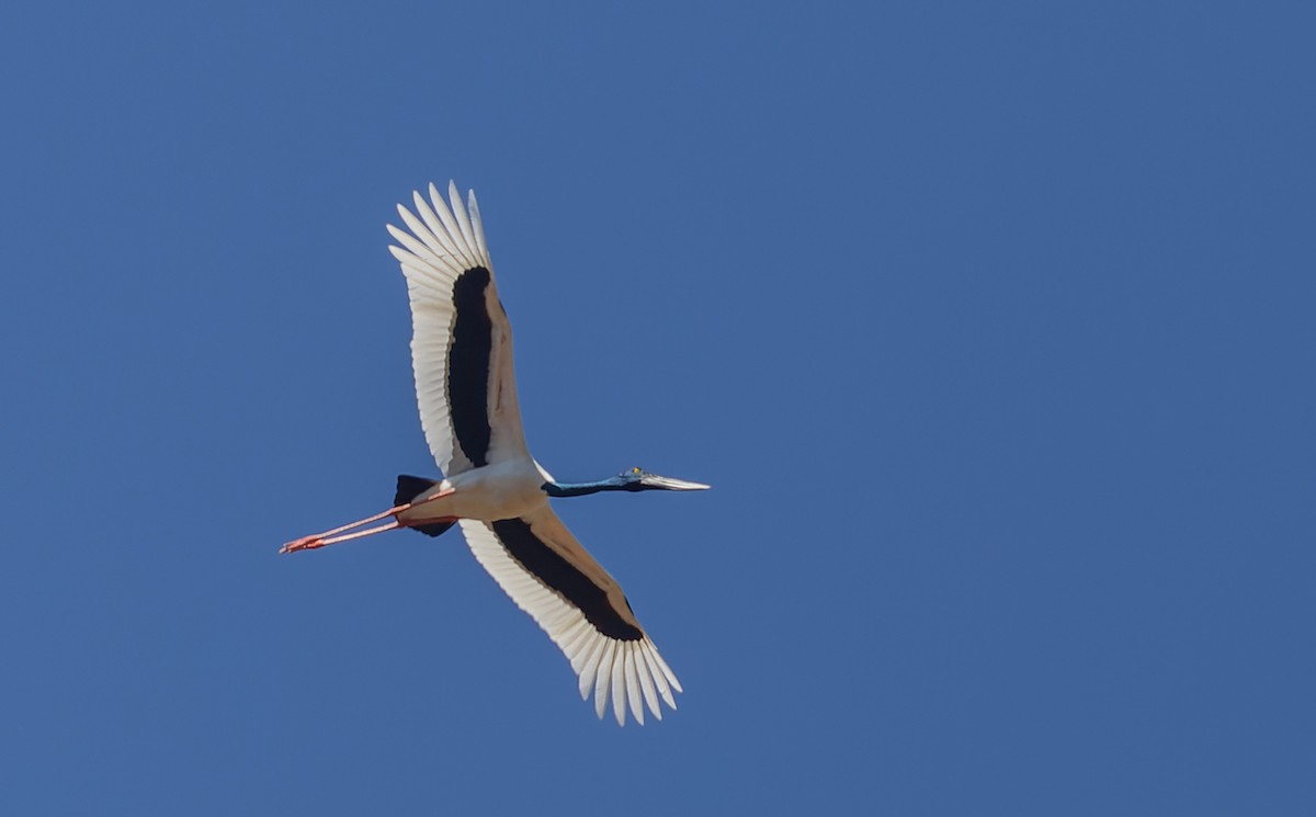 Black-necked Stork - ML620356234