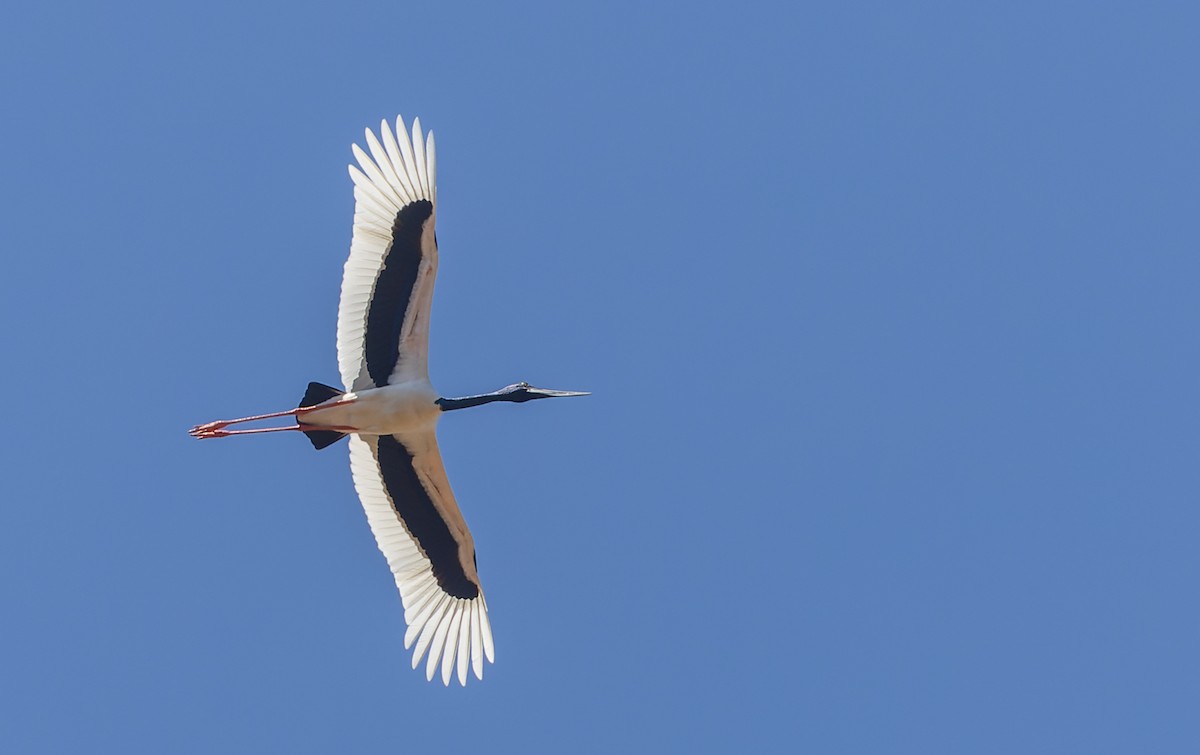 Black-necked Stork - ML620356235