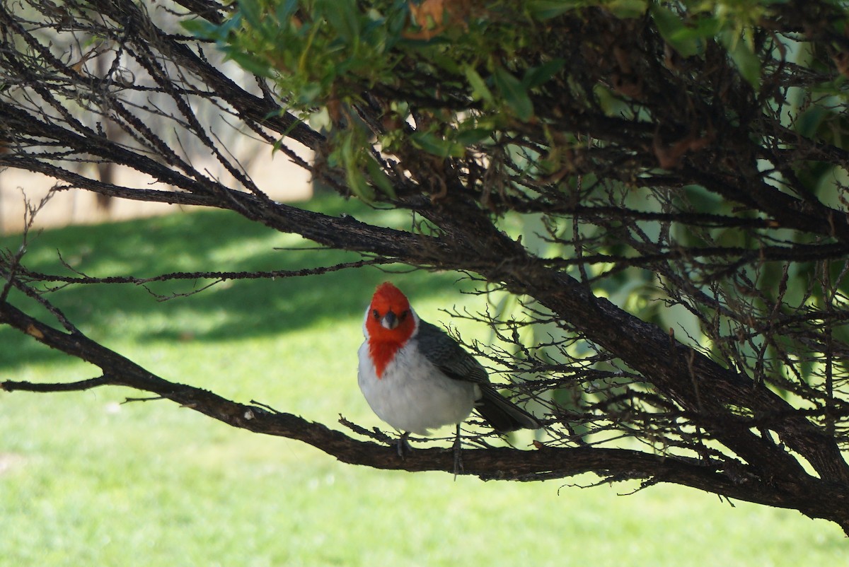 Red-crested Cardinal - ML620356237