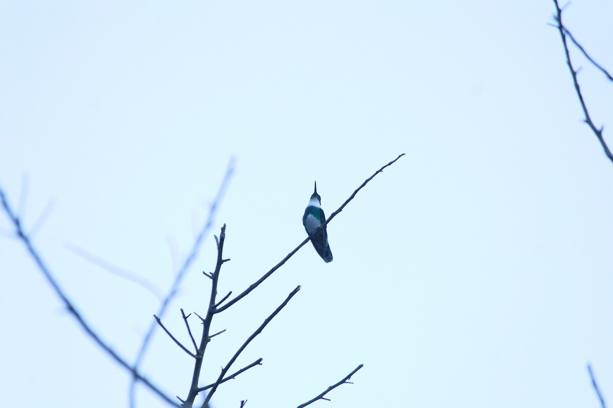 White-throated Hummingbird - ML620356262