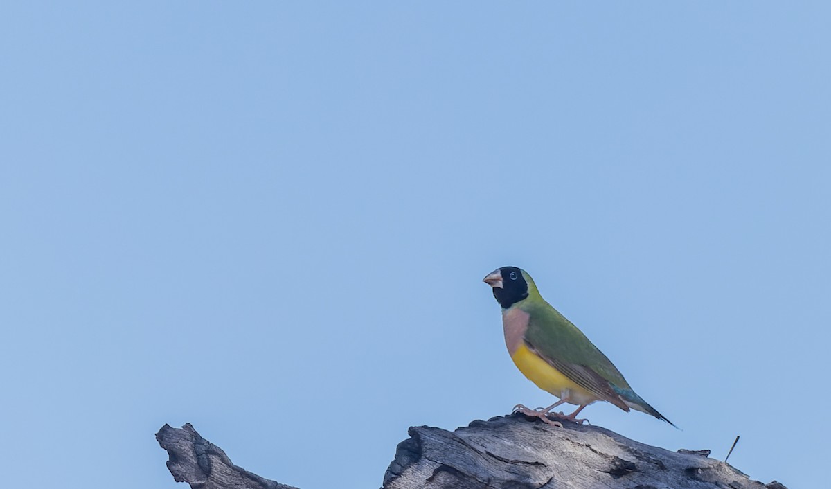 Gouldian Finch - ML620356264