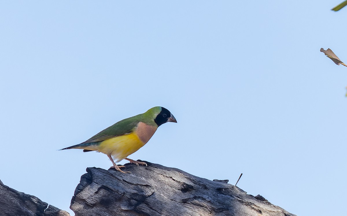 Gouldian Finch - ML620356266