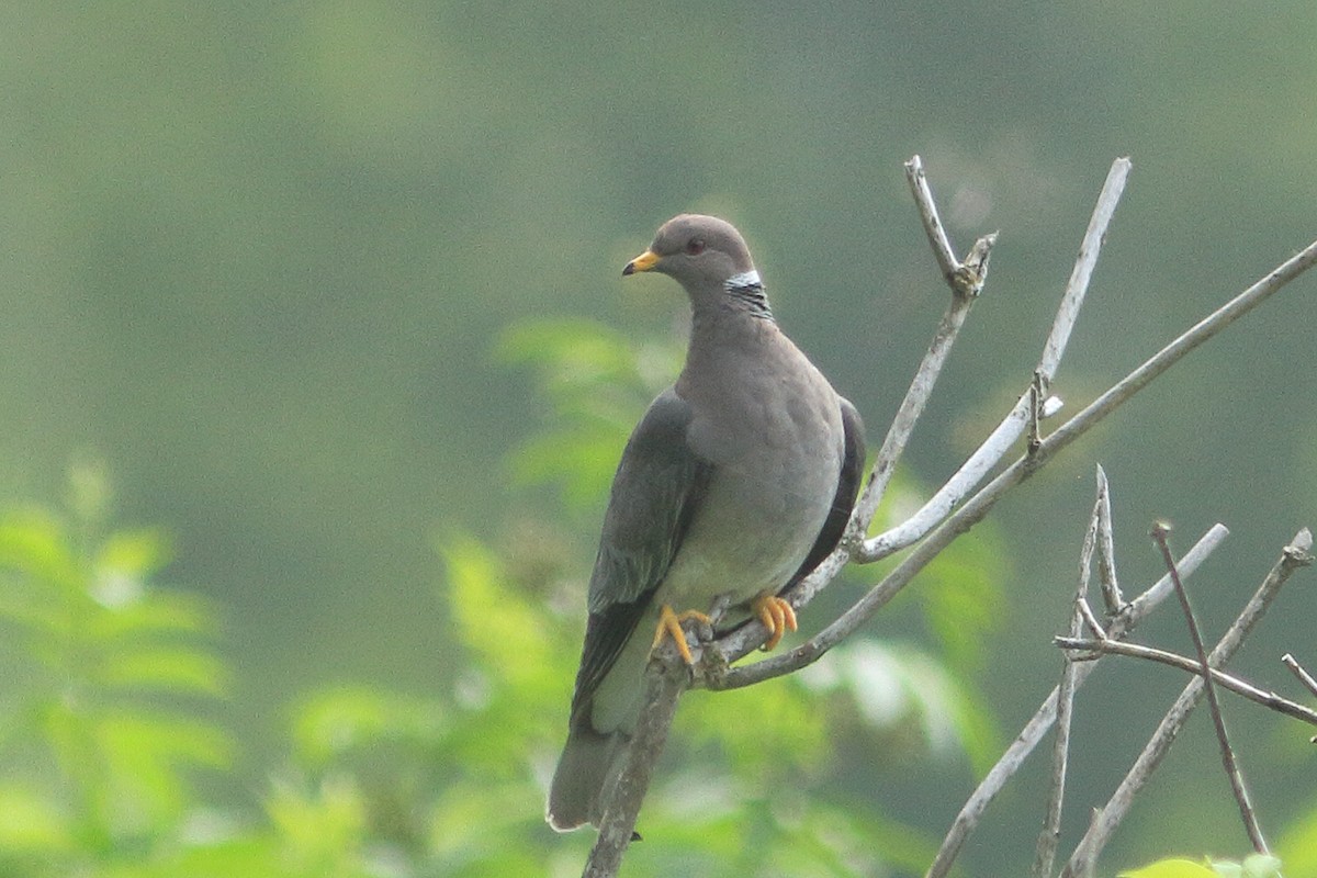 Band-tailed Pigeon - ML620356271
