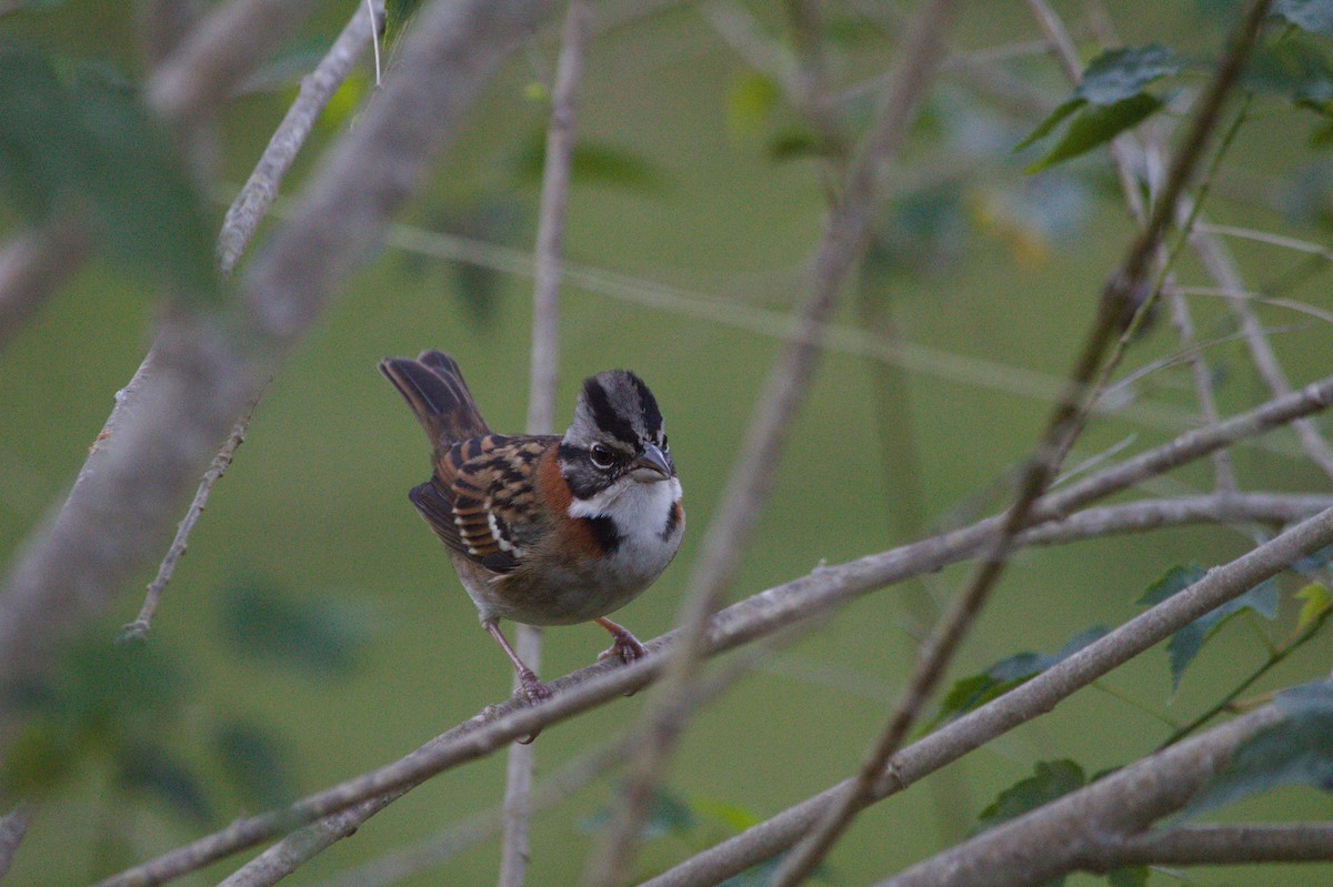 Rufous-collared Sparrow - ML620356272
