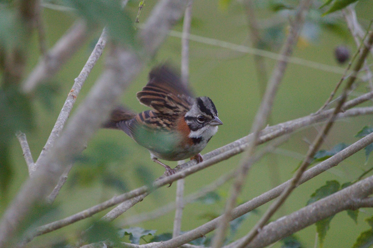 Rufous-collared Sparrow - ML620356273