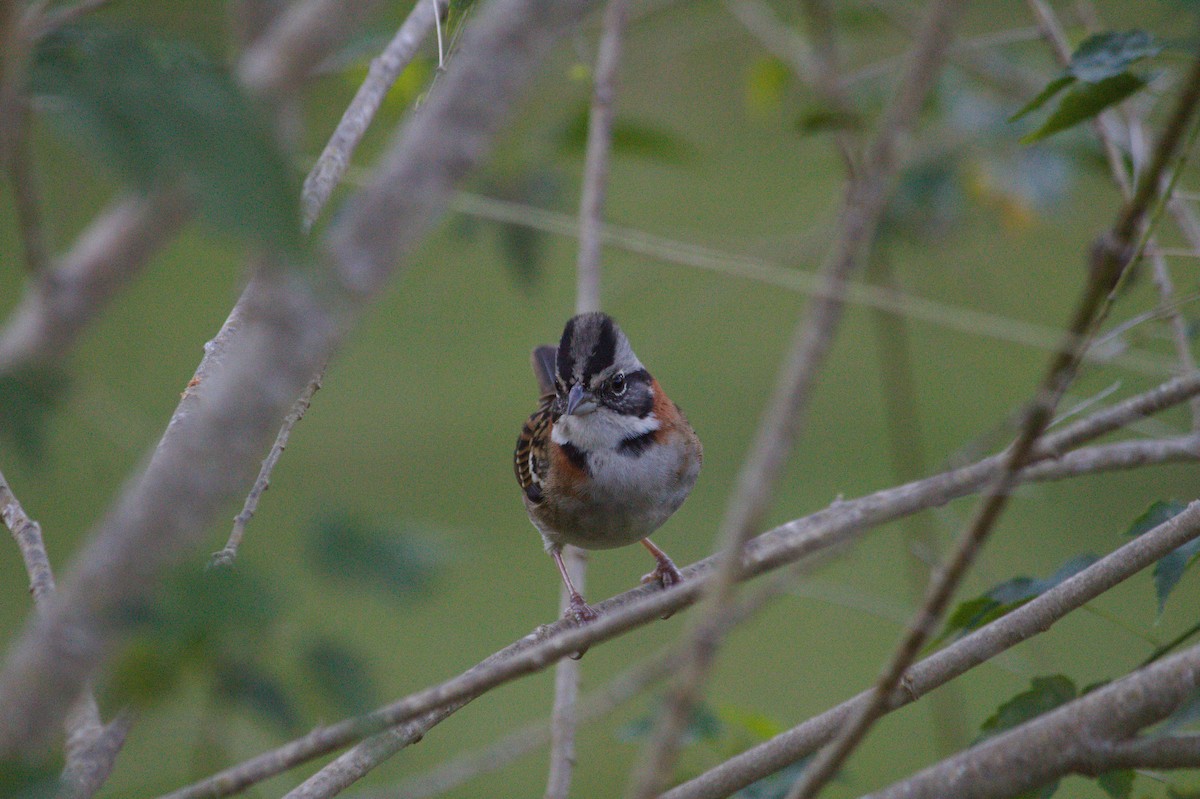 Rufous-collared Sparrow - ML620356274