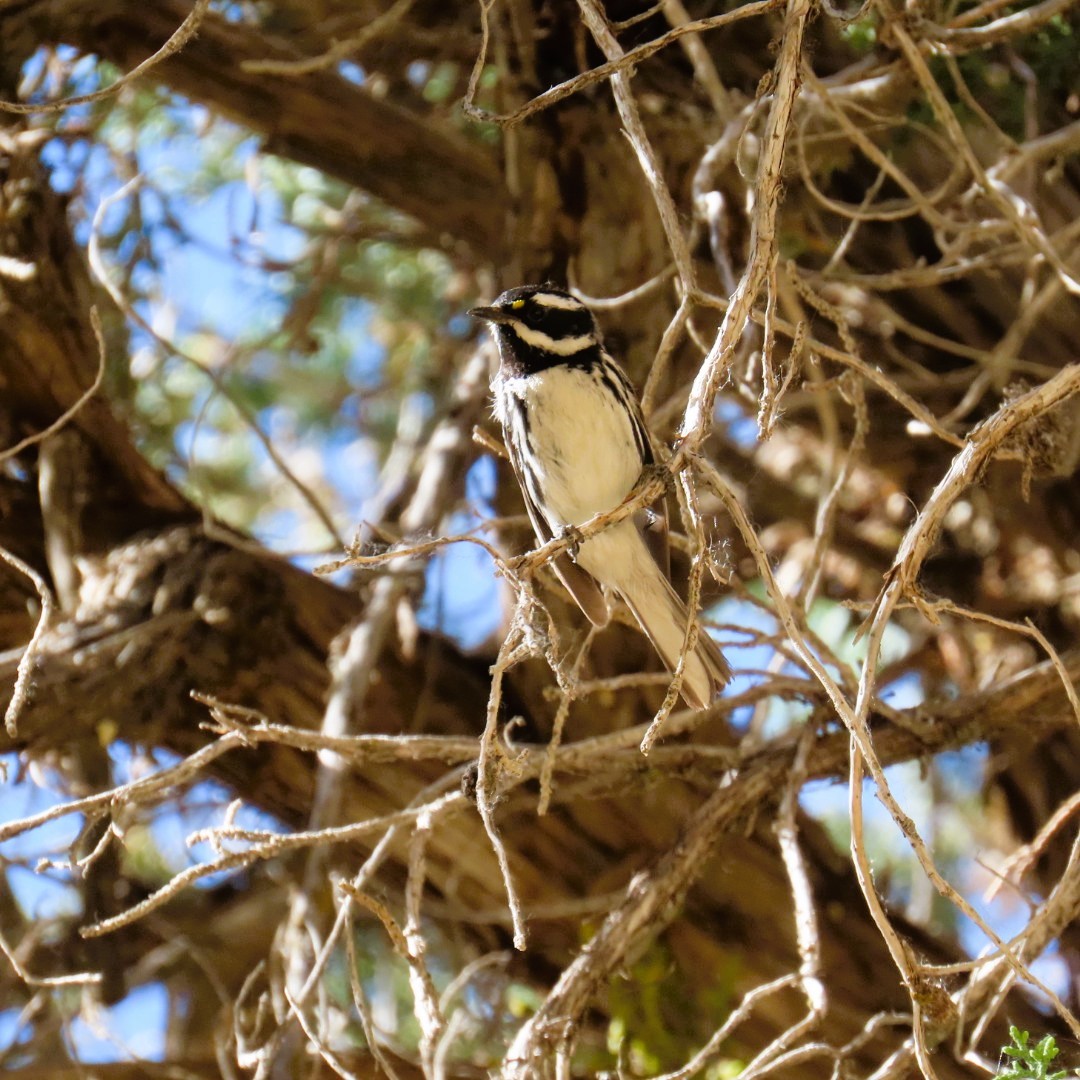 Black-throated Gray Warbler - ML620356276