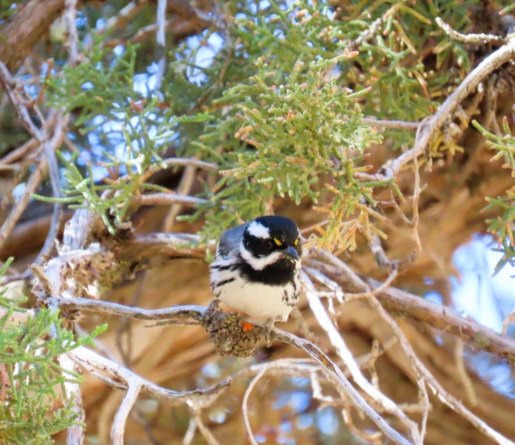 Black-throated Gray Warbler - ML620356277