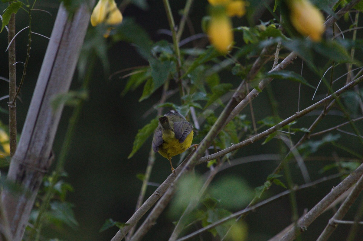Golden-crowned Warbler - ML620356281