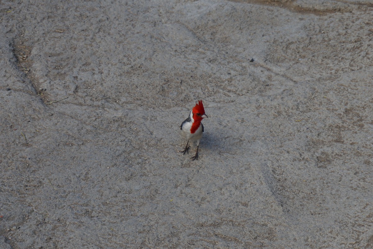 Red-crested Cardinal - ML620356299