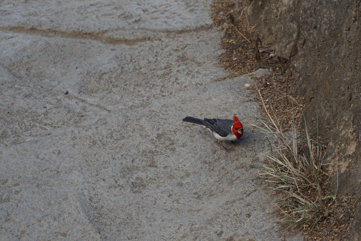 Red-crested Cardinal - ML620356301