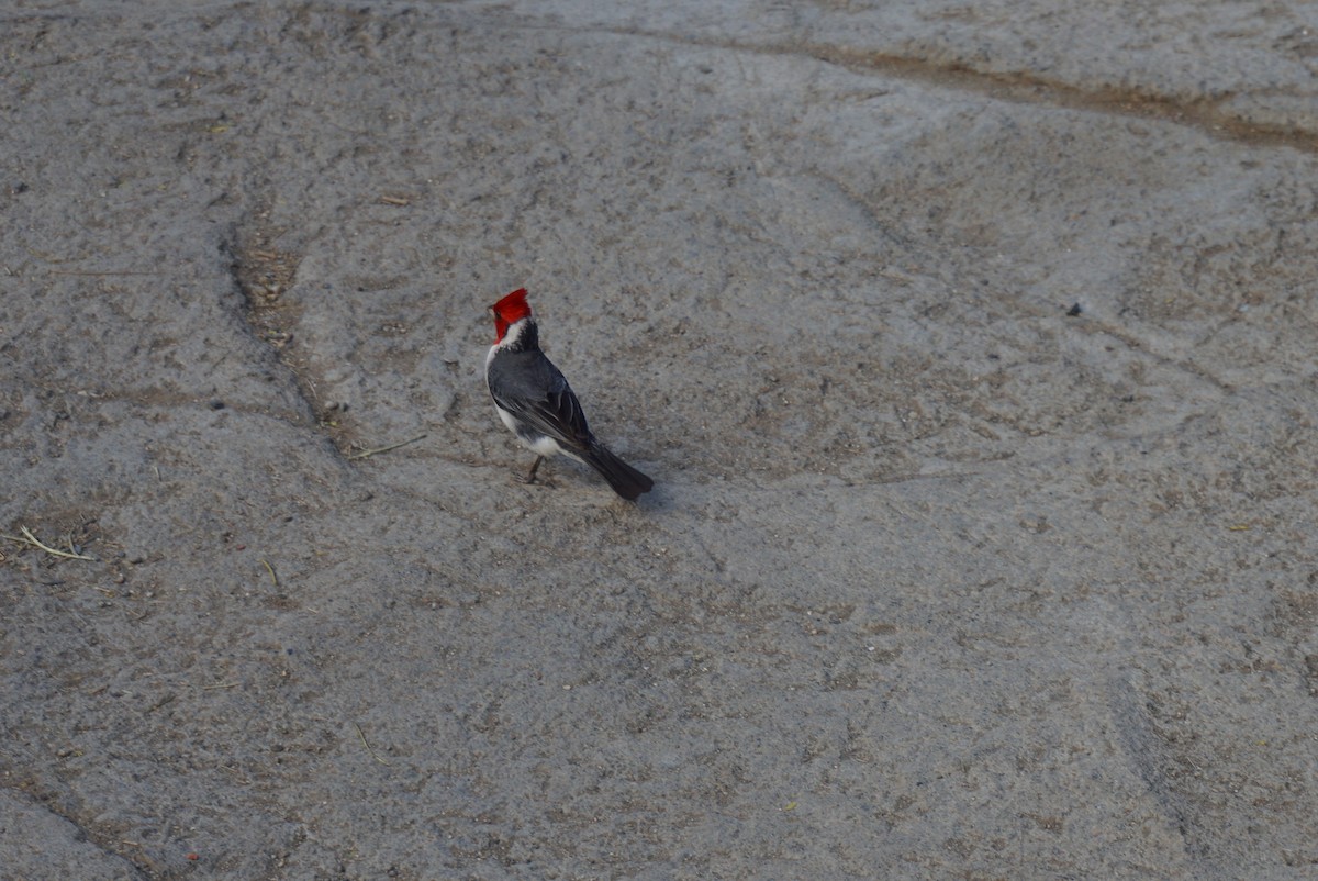 Red-crested Cardinal - ML620356302